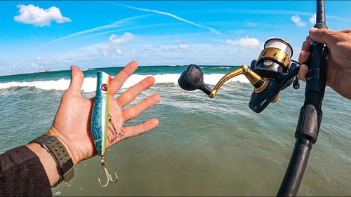 what happens when a BAIT BALL shows up at the beach?....