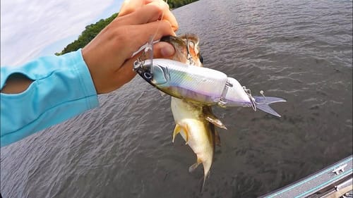 Fish Crushing this Big Swimbait! (DRT Tiny Klash)