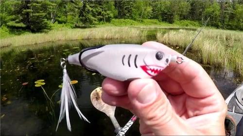 Shark Attack Bass!