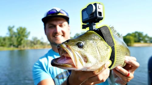 I Strapped a GoPro on a Bass!!! (FIRST EVER)