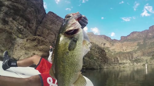 Megabass I-Slide 262T Swimbait Doing Work