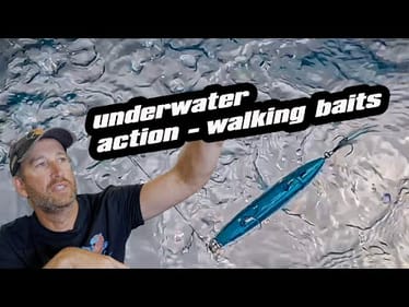 Pool Series | Underwater | Walking Baits