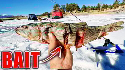 It took GIGANTIC Bait to Fool this RARE New Species!! (Giant Catch)
