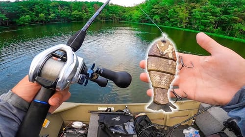 TWO FISH AT ONCE On The Bull Gill & Fish Blowing Up Everywhere || Swimbait Sessions