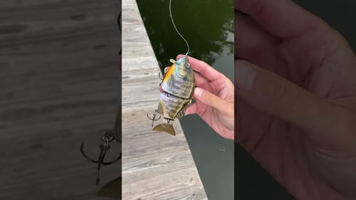 Swimbait Review: BGC Gill Wake