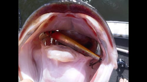 Winter Time Jerk Bait Tips for Bass