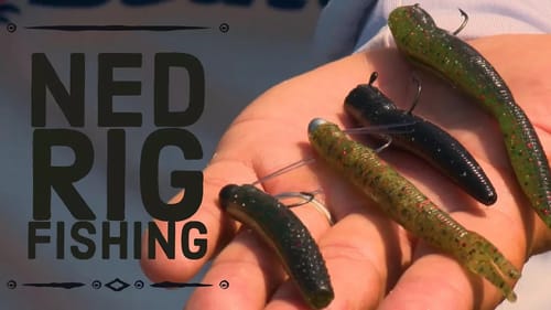 Ned Rig Bass Fishing