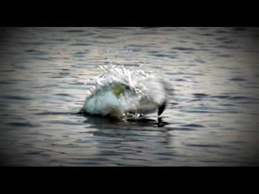 Bass Eats a SNAKE!!