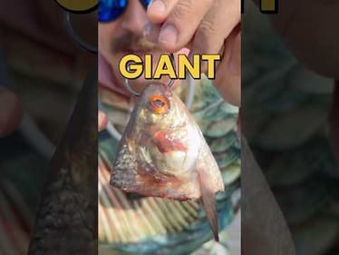 Does BIG BAIT Really Mean BIG FISH? #fishingvideos #fishing
