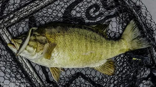 Big Smallmouth Dreams Part 2 - Lake Huron Day 2