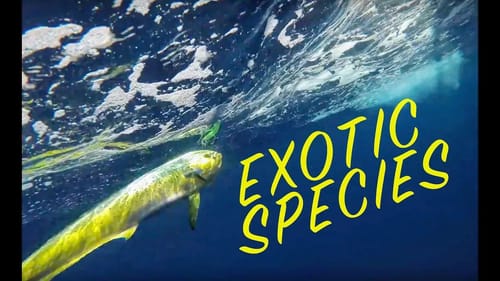 Tropical Fishing Vacation in the Cayman Islands!!!