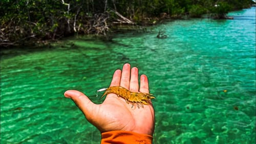 Fishing With Live Shrimp in Tropical Blue Water