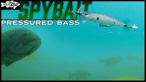 Tips for Spybaiting Pressured Bass