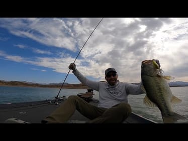 Cracking the Code on Arizona Desert Giants!
