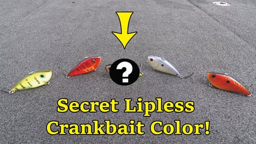 The 5 BEST Lipless Crankbait Colors