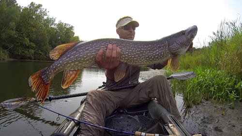Big Pike Topwater Smash!
