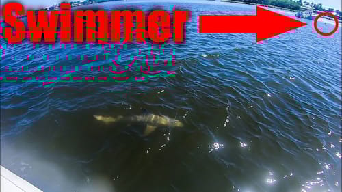 I Hooked a BIG Shark and It Swam Right Towards a Swimmer