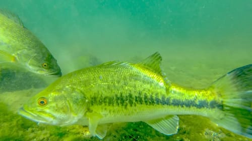 Underwater Jig Fishing! Underwater Footage + Big Bass Catch!
