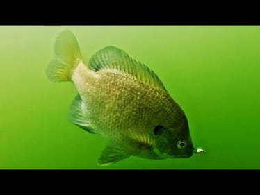 Sight Ice Fishing! Watching Fish Bite Underwater On My GoPro!