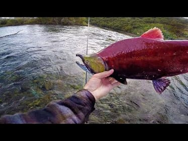 Bare Hand Fishing In Remote Glacier Rivers