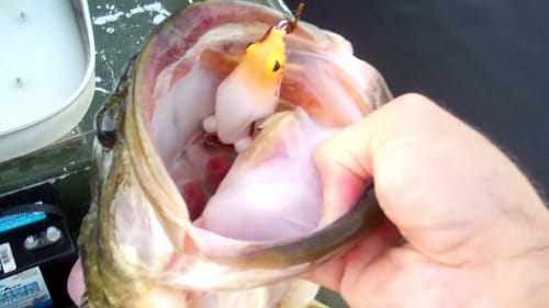 Hollow Body Top Water Frog Bass Fishing.