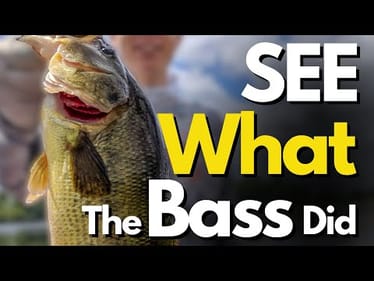 No Bass Shallow? UNDERWATER Footage of How Bass Position Near Prey