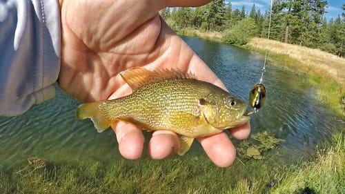 Fall Pond Fishing for MICRO Fish with a Golf Cart!
