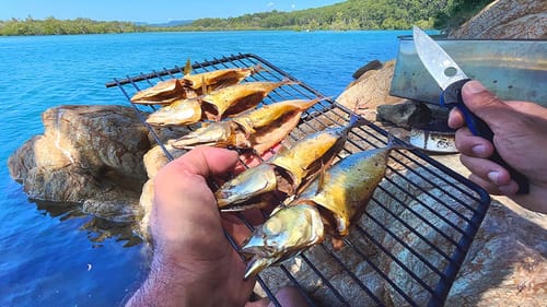 Catch & Cook Blue Mackerel - Hero Of The Ocean Food Chain