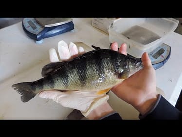 OSU Yellow Perch Research 300th video