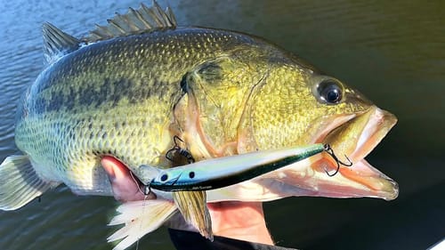 CRUSHING Fat Winter Bass on Jerkbaits!!!