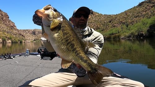 Sight Fishing Spectacle: BIG Bass In Plain Sight!