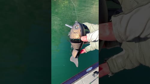 Swimbait Review: Stray Rats Gilliath