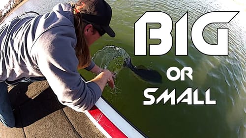 What Size Baits Should You Fish With?