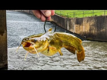 A Monster ATE THE CATFISH... and Nearly TOOK MY POLE with Him!!! (NEW PB!)