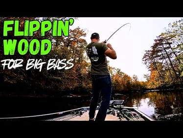 FLIPPING Shallow Cover For BIG BASS!!! || Fall Bass Fishing