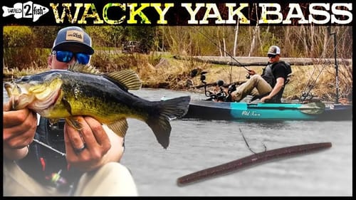 Wacky Rigging Springtime Bass From Kayaks