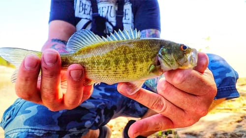 Catching THREE DIFFERENT SPECIES of Fish on the NED RIG! Lews Mach II Speed Spool