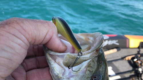 Understanding the importance of shade in fall bass fishing