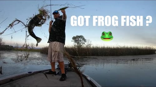 I got the boat back! Broke the boat in along with some frog fishing on the Lake Oroville Afterbay!