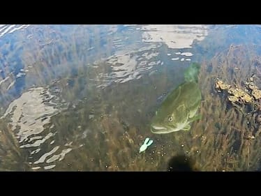 I was in SHOCK at what lives in this CRYSTAL CLEAR SWAMP!!