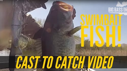 Big Bass Eats Trout Swimbait Big Bass Dreams
