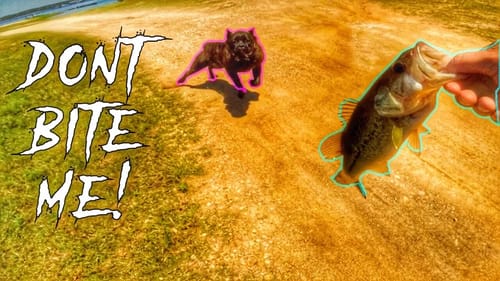 How To Handle an Aggressive Dog While Fishing