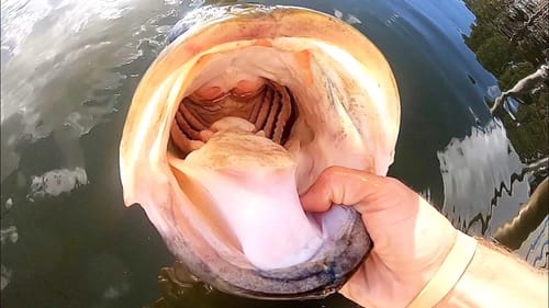 HOW DO BASS EVEN GET THIS BIG??
