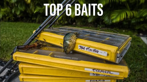TOP February BAITS (FLORIDA)