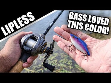 Best Color Crankbait That NOBODY Throws (Fall Bank Fishing)