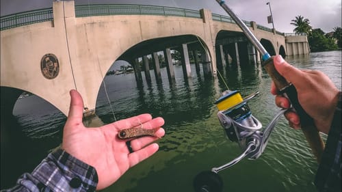Florida Winter Multi Species Fishing