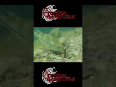 Little Crawfish Don't Stand A Chance!