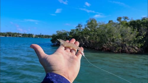 Live Shrimp Saves the Day in Tough Conditions!