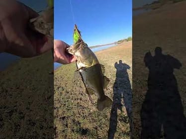 It's so cool fishing shallow water.  This fish swam over 10ft under grass to come grab it. #mud