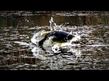 Incredible Topwater Bass Strikes -- New "Secret" Frog Revealed